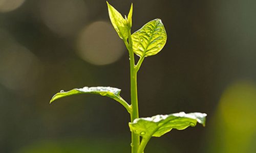 Dreisol Coatings setzt auf Nachhaltigkeit – Pflanze symbolisiert das Engagement für umweltfreundliche Lacklösungen und Ressourcenschonung