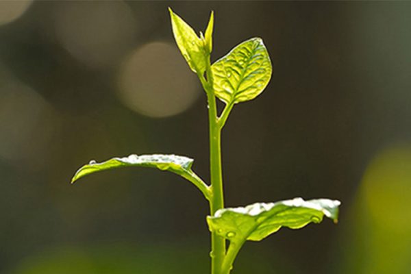 Dreisol Coatings setzt auf Nachhaltigkeit – Pflanze symbolisiert das Engagement für umweltfreundliche Lacklösungen und Ressourcenschonung